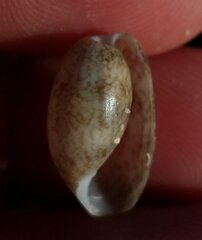 Bulla occidentalis