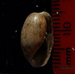 Bulla occidentalis
