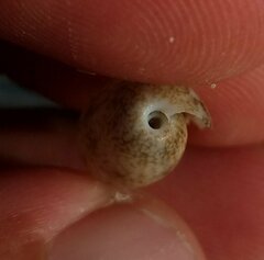 Bulla occidentalis