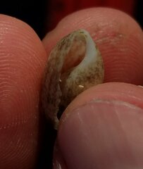 Bulla occidentalis