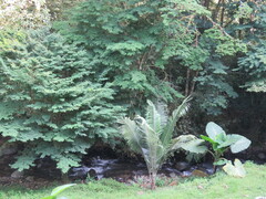 Gunnera tinctoria