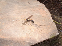 Megarhyssa atrata