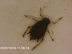 Aphis