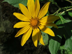 Tithonia