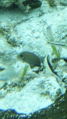 Acanthurus tractus