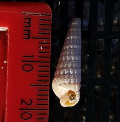 Terebridae