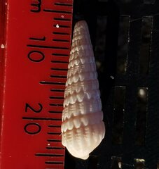 Terebridae