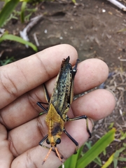 Taeniopoda varipennis