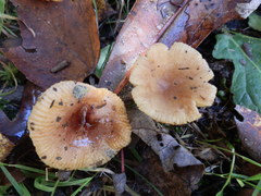 Russula puellaris
