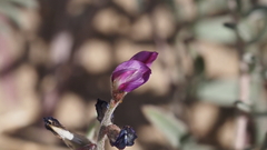 Astragalus insularis harwoodii
