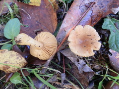 Russula puellaris