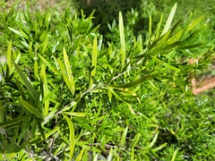 Asparagus falcatus
