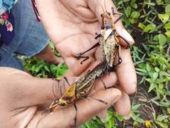 Taeniopoda varipennis