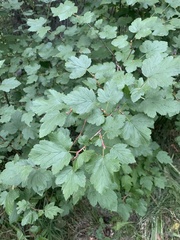 Physocarpus malvaceus