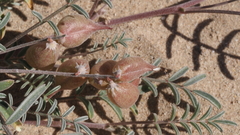 Astragalus insularis harwoodii