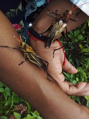 Taeniopoda varipennis