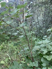 Physocarpus malvaceus