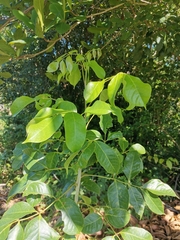 Bursera simaruba