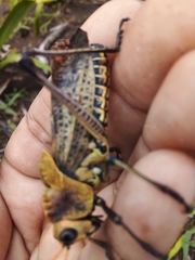Taeniopoda varipennis