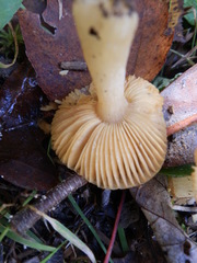Russula puellaris