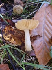 Russula puellaris