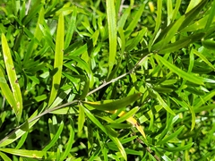 Asparagus falcatus