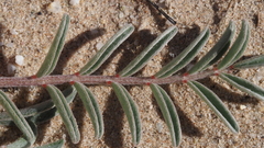 Astragalus insularis harwoodii