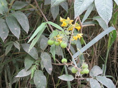 Munnozia
