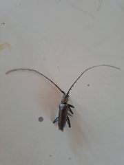 Juiaparus batus
