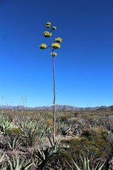 Agave asperrima