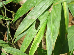 Hermeuptychia harmonia