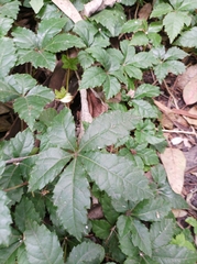 Cissus striata