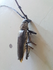 Juiaparus batus