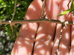 Asparagus falcatus