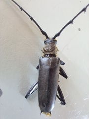 Juiaparus batus