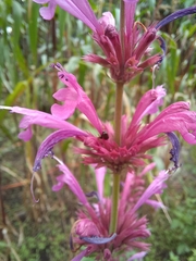 Agastache mexicana
