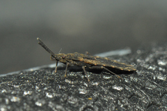 Aradus corticalis