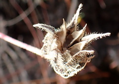 Hibiscus aculeatus