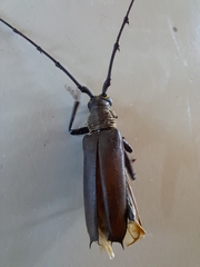 Juiaparus batus
