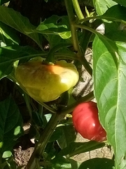 Capsicum baccatum