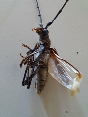Juiaparus batus