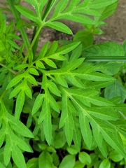 Cosmos sulphureus