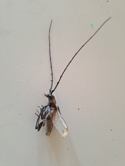 Juiaparus batus
