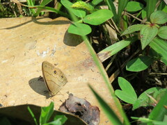 Hermeuptychia harmonia