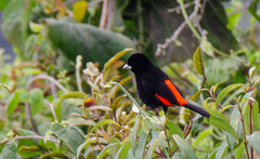 Ramphocelus flammigerus