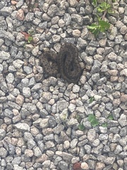 Storeria storerioides