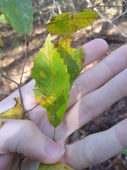 Carpinus caroliniana