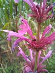 Agastache mexicana