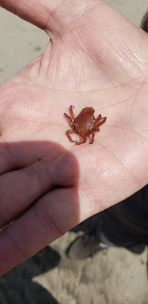 Ridged Kelp Crab