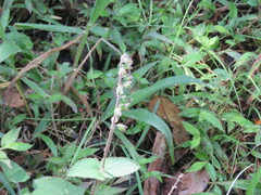 Salvia scutellarioides